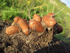 Encephalartos ghellinckii
