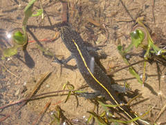 Triturus carnifex