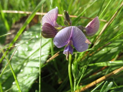 Lotononis bachmanniana