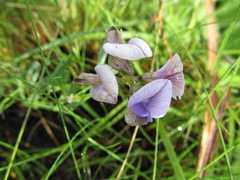 Lotononis bachmanniana