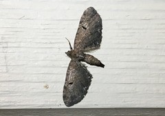 Eupithecia assimilata