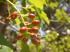 Metopium brownei