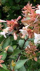 Bombus pensylvanicus