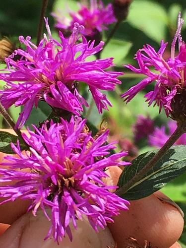 Vernonia noveboracensis