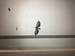 Eupithecia assimilata