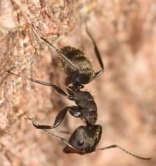 Camponotus novogranadensis