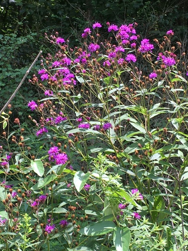 Vernonia noveboracensis
