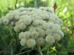 Helichrysum pallidum