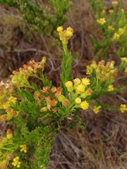 Pentacalia