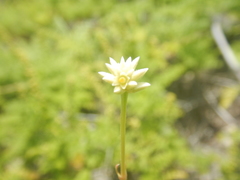 Alternanthera flavescens
