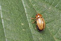Cryptocephalus pusillus