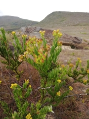 Pentacalia