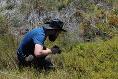 Diastella proteoides