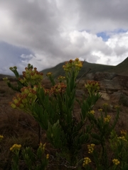 Pentacalia