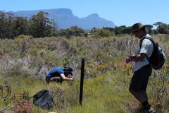 Diastella proteoides