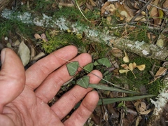 Senecio macroglossus