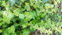Melissa officinalis altissima