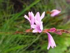 Watsonia mtamvunae