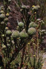 Leucadendron levisanus