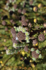 Leucadendron levisanus