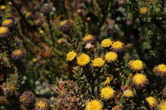 Leucadendron levisanus