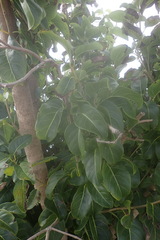 Pisonia subcordata