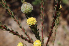 Leucadendron levisanus