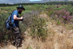 Leucadendron levisanus
