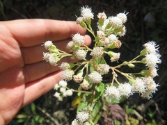 Ageratina havanensis