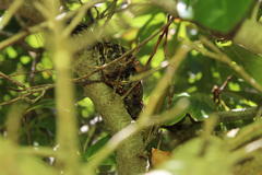 Lanius collaris collaris