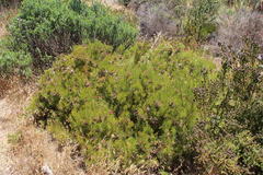 Serruria foeniculacea