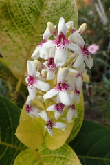 Pseuderanthemum maculatum