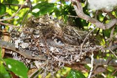 Lanius collaris collaris