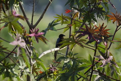 Cyanocorax