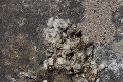 Lanius collaris collaris