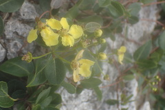 Stigmaphyllon diversifolium