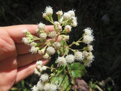 Ageratina havanensis