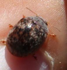 Trachymela tincticollis