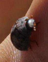 Trachymela tincticollis