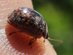 Trachymela tincticollis