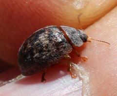 Trachymela tincticollis