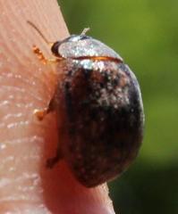 Trachymela tincticollis