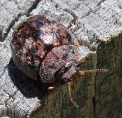 Trachymela tincticollis