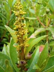 Stillingia zelayensis