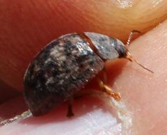 Trachymela tincticollis