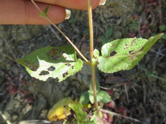 Ageratina havanensis