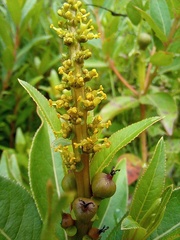 Stillingia zelayensis