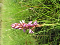 Disa stachyoides