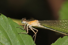 Ischnura elegans