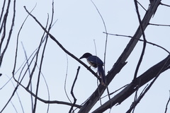 Cyanocorax